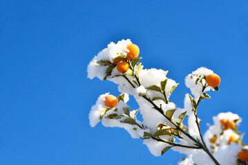 きんかんの木に積もった雪