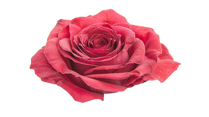 A Beautifully Blooming Rose with Lush, Vivid Red Petals Capturing Nature's Essence