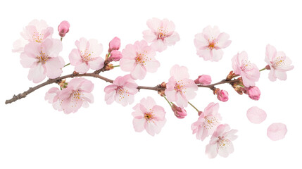 Naklejka premium Delicate Cherry Blossom Branch with Falling Petals in Soft Pink Hues