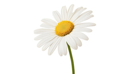 Fototapeta premium A Single Daisy Standing Tall with Bright White Petals and Yellow Center