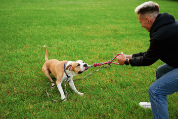 Dynamic interaction between a young man and his American Bulldog, playing tug-of-war on a sunny...