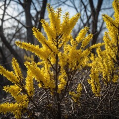 A bush of bright yellow forsythia in full bloom.