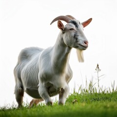 Obraz premium white goat on grass