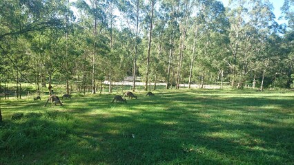 Obraz premium Australia_