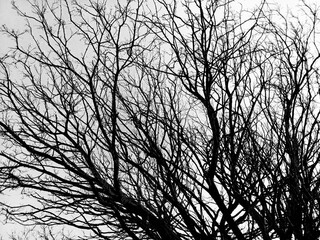 Obraz premium Dry tree, dead tree with beautiful branch silhouettes on white background. Suitable as a reference for works of art and design