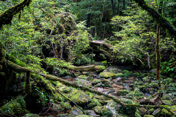 屋久島　白谷雲水峡