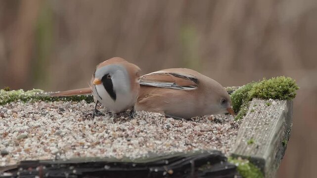 Bearded Tit male and female adult taking grit on bird table near reed bed
