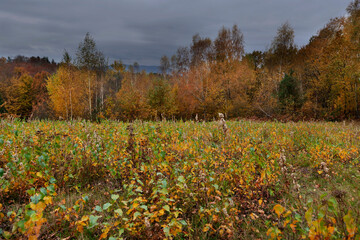 Jesienne klimaty tworzą  opadłe złotawe  liście i przebarwiające się trawy i zioła © JDziedzic
