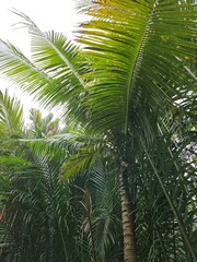 A small canal providing irrigation water in the Mekong Delta Vietnam.