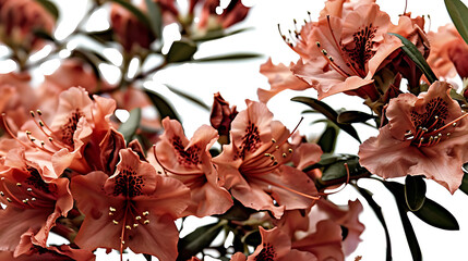 bouquet of colorful flowers