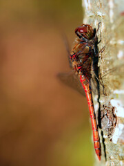W skąpym jesiennym słońcu Ważki z rodziny Szablak (Sympetrum) wygrzewają się na pniach drzew © JDziedzic