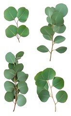 Obraz premium set of eucalyptus sprigs on a white background