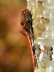 W skąpym jesiennym słońcu Ważki z rodziny Szablak (Sympetrum) wygrzewają się na pniach drzew © JDziedzic