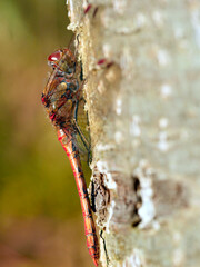 W skąpym jesiennym słońcu Ważki z rodziny Szablak (Sympetrum) wygrzewają się na pniach drzew © JDziedzic