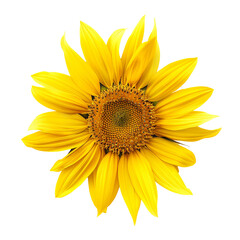 Fototapeta premium Cheerful Summer Sunflower Isolated on Transparent Background with Bright Yellow Blooms and a Touch of Garden Elegance
