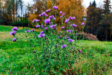 Jesienne klimaty tworzą  opadłe złotawe  liście i przebarwiające się trawy i zioła oraz kwitnący Chaber łąkowy (Centaurea jacea L.) © JDziedzic