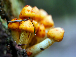 Łuskwiak tłustawy ( Pholiota adiposa) Rośnie na drzewach liściastych i iglastych, zarówno na żywych, jak i na martwych © JDziedzic