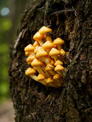 Łuskwiak tłustawy ( Pholiota adiposa) Rośnie na drzewach liściastych i iglastych, zarówno na żywych, jak i na martwych © JDziedzic