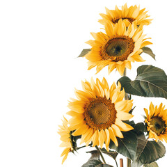 Beautiful Sunflower Plant Isolated on Transparent Background with Vivid Yellow Petals Capturing the Essence of Sunny Botany