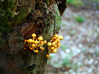 Łuskwiak tłustawy ( Pholiota adiposa) Rośnie na drzewach liściastych i iglastych, zarówno na żywych, jak i na martwych © JDziedzic