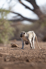 Fototapeta premium Vervet Monkey carrying her baby under her belly, Botswana. 