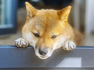 Adorable red Shiba Inu dog curiously peeking out of a window. High-quality, pet-friendly image perfect for home, lifestyle, or curiosity-themed projects. Copy space.