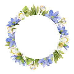 Obraz premium Spring ephemera flowers, blue hepatica forget-me-not flax, white forest anemone primrose bloodroot, grass, hand drawn in watercolor. Wreath frame illustration for wedding, florist shop, stationery