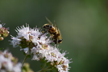 bee on a flower