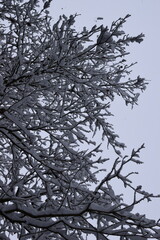 snow covered trees