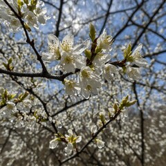 Fototapeta premium cherry tree blossom