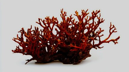 A unique coral fungus with its intricate branching structure, isolated on white