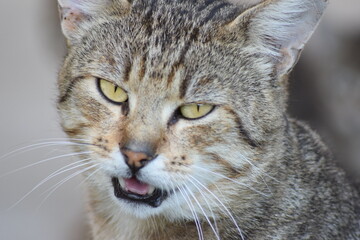 Obraz premium close up of a cat