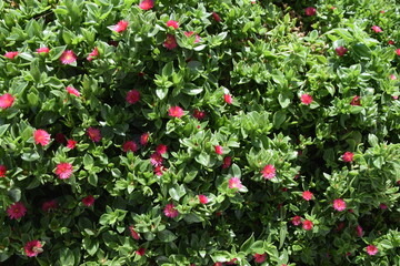 Obraz premium red flowers in bush