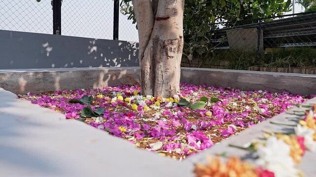 A close-up of a peepal or sacred fig tree adorned with flowers for a religious ceremony