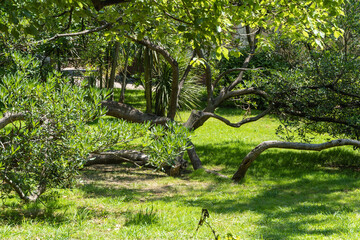 City landscape park near resort avenue of resort city of Sochi. Trunk of tree of unusual curved...