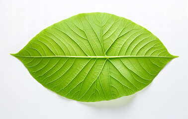 Fototapeta premium A single green tropical leaf on a white background