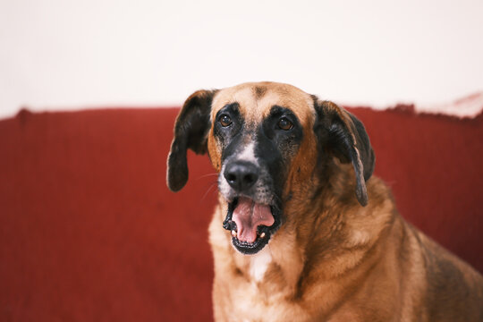 Bostezo perro