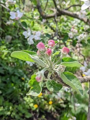 Obraz premium he apple tree is blooming. Garden crops. Spring. April. On the branches there are the first buds