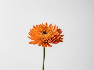 Orange gerbera flower on white background