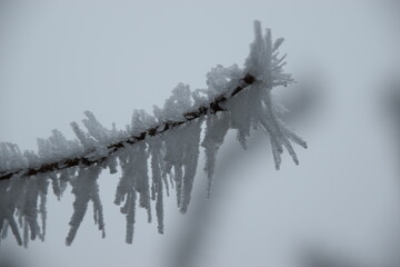 Obraz premium frozen tree branches