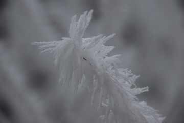frozen tree branches