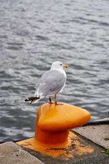 Seagull perched on an orange bollard by the waterfront, gazing at the water on a cloudy day.