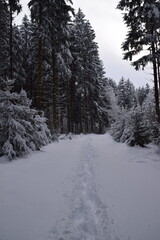 Fototapeta premium snow covered road through a forest in winter