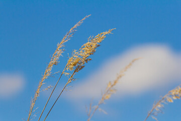 Inflorescence of wood small-reed Calamagrostis epigejos on a meadow