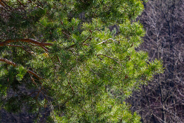 Pinus sylvestris branch with cones in natural environment