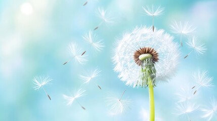 A dandelion is blowing in the wind, with its seeds scattered in the air
