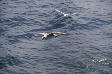 seagull in flight