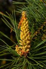 Selective focus of detail of ovoid and orange shoots of Pinus pinea and green needles with blurred background