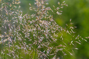 Calamagrostis arundinacea is a species of bunch grass in the family Poaceae, native to Eurasia,...
