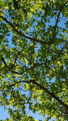 Obraz premium green leaves against blue sky